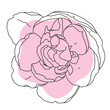 Peony flower in bloom line art with pink shape. Hand drawn realistic detailed vector illustration. Black line on pink abstract organic shape clipart.