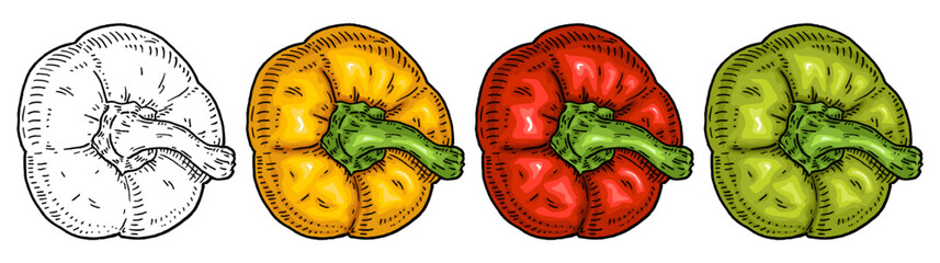 Wall Mural - Sweet bell yellow, red, green pepper. Top view. Vintage hatching vector black illustration.