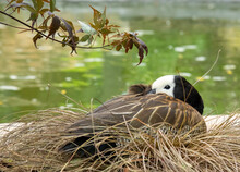 White Faced Whistling Duck Sleeping In Nest Beside Water