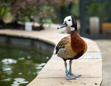 White Faced Whistling Duck Standing At The Side Of A Pond