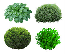 Set Of Plants And Shrubs Isolates