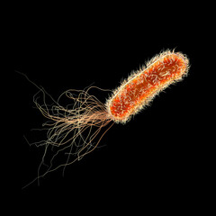 Sticker - Pseudomonas aeruginosa bacteria, 3D illustration