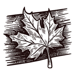 maple leaf on a wooden background vintage sketch