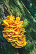 Big yellow Chicken of the woods mushrooms growing on tree bark in summer sunny forest