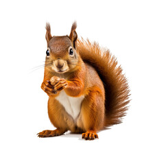 Studio Portrait Of Squirrel A White Isolated Backdrop