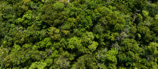 Wall Mural - aerial view of dark green forest Abundant natural ecosystems of rainforest. Concept of nature forest preservation and reforestation.	