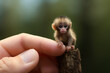 tiny small monkey sitting on a finger tip, ai generated