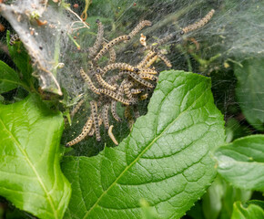 Wall Mural - Ermine moth larvae