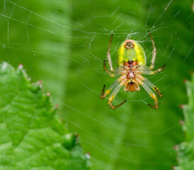 Wall Mural - Cucumber green spider