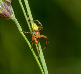 Wall Mural - Cucumber green spider