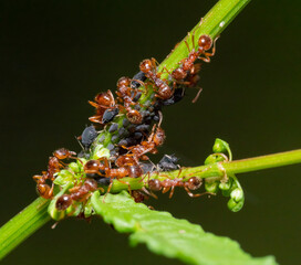 Wall Mural - Ants and aphids