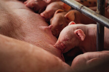 Newborn Piglets Need Milk From The Sow. ,Receiving Newborn Milk To Build Immunity , The Swine Industry
