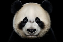 Portrait Of A Panda On A Black Background
