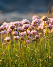 View Of Sea Thrift Flowers On Cliff Edge By The Sea, Port Quin, Cornwall, United Kingdom.