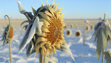 Close Up Frozen Sunflower Flower Head With Rime On Petals. Farm Field With Spoiled Crop. Cold Weather Snowy Outdoor Background Ai Generated Image