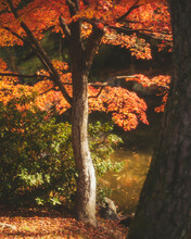 View Of Red Leaves Tree On The River Side During Autumn Season In Maruyama Park, Kyoto, Japan.