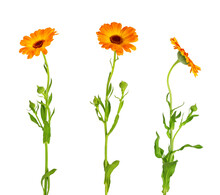 Calendula Officinalis Flower Isolated On White Or Transparent Background. Marigold Medicinal Plant, Healing Herb. Set Of Three Calendula Flowers With Leaves And Stem.