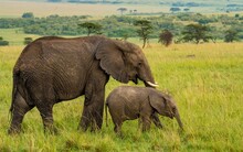 A Mother African Elephant With Her Young Calf, Maasai Mara Reserve Kenya