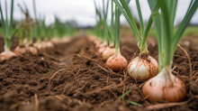 Onions On Ground