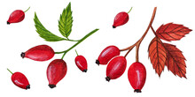 Watercolor Set Of Red Berries Of Rose Hip On A White Background. Green And Red Leaves.