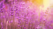 Violet fragrant lavender flowers.