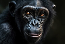 Portrait Of A Chimpanzee On A Black Background. Amazing Wildlife. Generative Ai