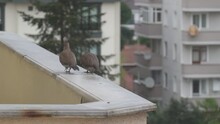 Eurasian Collared Dove Or Streptopelia Decaocto Couple Of Birds Walking Along Balcony Edge Ofapartment Building