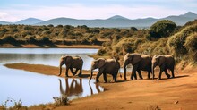 Elephants Walking Beside Body Of Water During Daytime