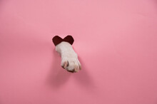A Dog's Paw Sticks Out Of A Pink Cardboard Background. A Hole In The Shape Of A Heart.