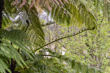 Green nature on the Azores Island.