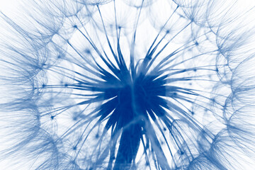 Wall Mural - flower fluff, dandelion seeds  - beautiful macro photography