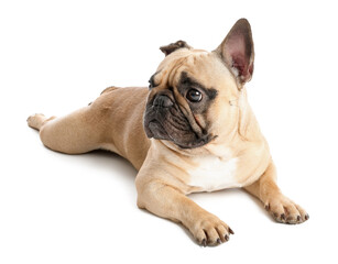 Wall Mural - Cute French bulldog lying on white background