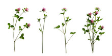 Realistic Red Clover Flowers With Leaves And Stems Isolated On Transparent Background. Three Clover Flowers And Example Of A Bouquet Of Them.
