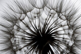 Fototapeta Dmuchawce - flower fluff, dandelion seeds  - beautiful macro photography
