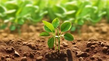 Soy Growth Stages, Soybean Vegetable Plant Grow Cycle, Vector Seedling Phases. Soy Beans Growing Process From Seed In Soil To Sprout, Garden And Agriculture, Vegetables Crops Harvest