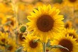 Sunflower - Helianthus annuus at sunset