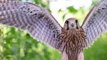 Kestrel Falcon Flaps Its Wings On A Background With Bokeh.