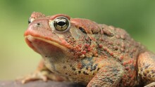 Close-up Shot Of An  American Toad. Shot In Minnesota.