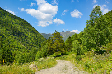 Wall Mural - Rocky path in the mountains covered with forest