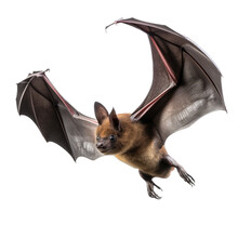 A Fruit Bat In Flight In Various Positions In A Nature-themed, Photorealistic Illustration In A PNG, Cutout, And Isolated. Generative AI