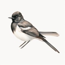 Black Phoebe Bird Isolated On White. Generative AI