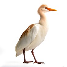 Cattle Egret Bird Isolated On White. Generative AI