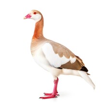 Egyptian Goose Bird Isolated On White. Generative AI