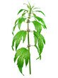 fresh motherwort herb, Leonurus cardiaca, isolated on white background