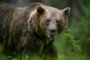 Wall Mural - large male brown bear in forest
