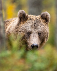Wall Mural - brown bear portrait in forest