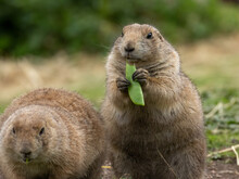 Hungry Black Tailed Prairie Dogs Tucking Into Their Vegetables