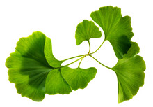 Ginkgo Biloba Leaves Isolated On A White Background