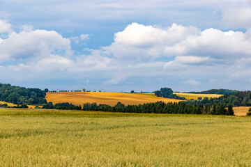 Wall Mural - Wheat field on an agriculture farm