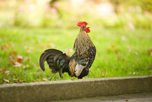 A Wyandotte Rooster Left The Chicken Coop And Stay On The Green Grass. The Rooster Crows Outside On The Lawn.